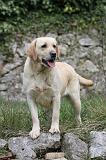 LABRADOR 861